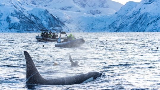 where to swim with orcas in norway ?