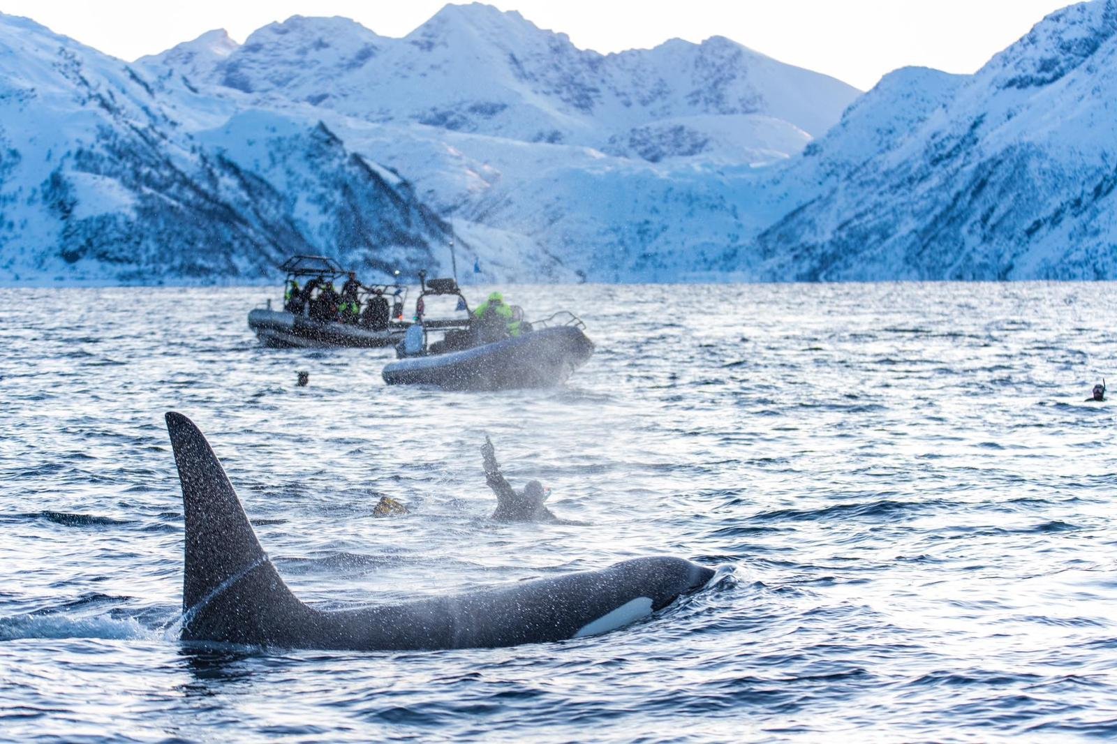 where to swim with orcas in norway ?