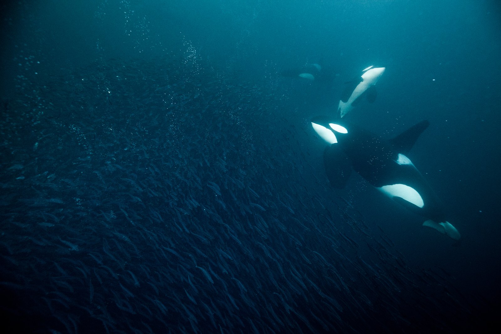 underwater orca expedition baitball herring fish hunt killerwhales