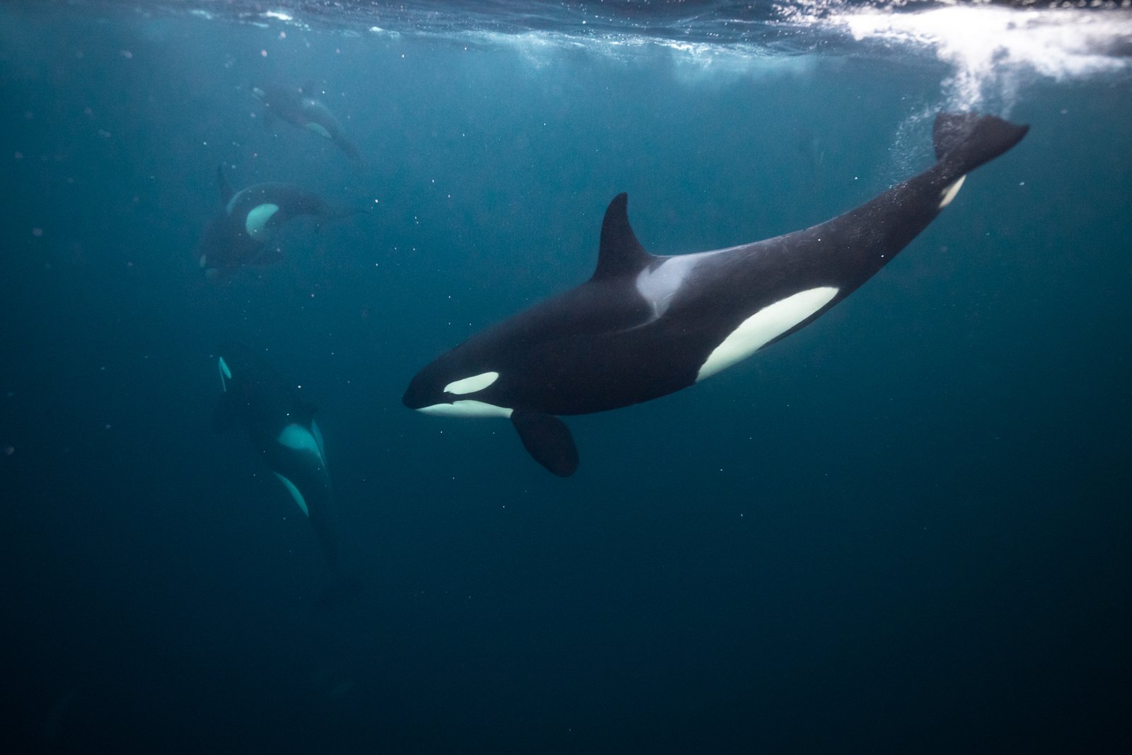 killerwhale underwater orca expedition travel