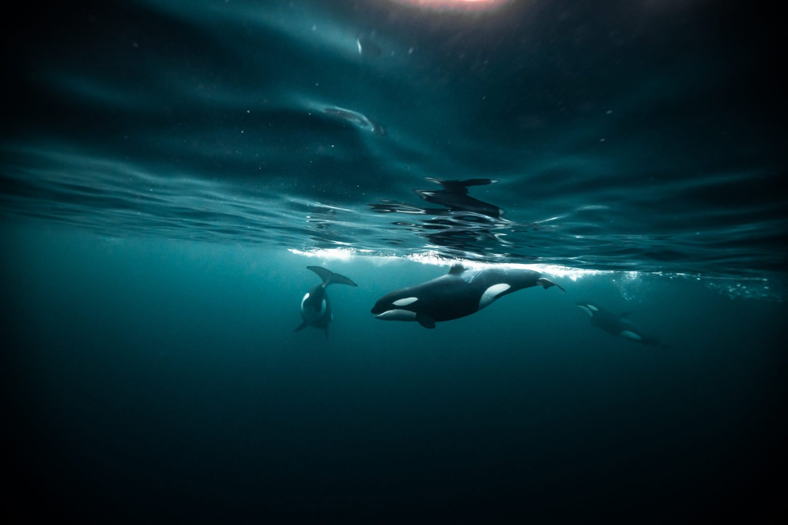 underwater orca, stephane granzotto | Valhalla Expedition