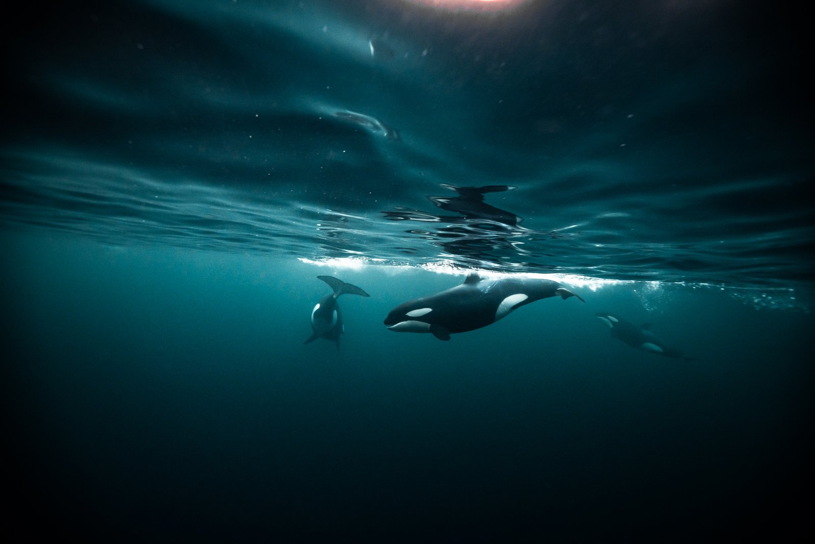 killerwhales Norwegian underwater orca expedition sunbeam