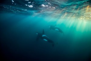 snorkel norway underwater orca expedition sunbeam