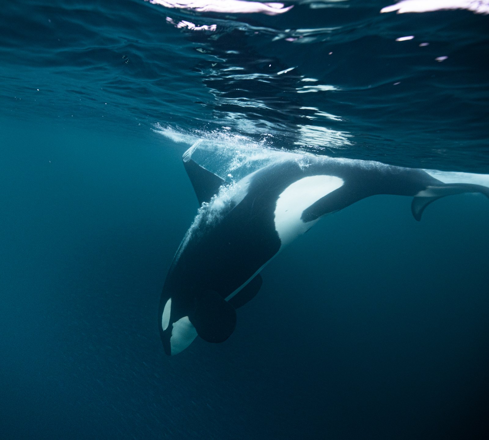 stephane grazotto underwater orca expedition diver snorkel norway