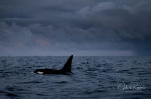 orca with black fin a storm in Norway