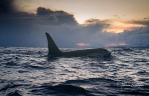 orca swimming under sunset artic light in norway