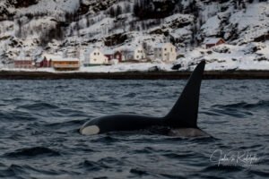 orcas killerwhales infront harbour norway arctic small house