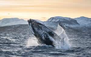 humpback whale norway jumping gold light arctic