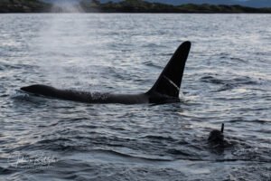 bucket list diving killer whale apex predator