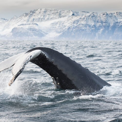 humpback whale tail fluke diving in the sea in winter