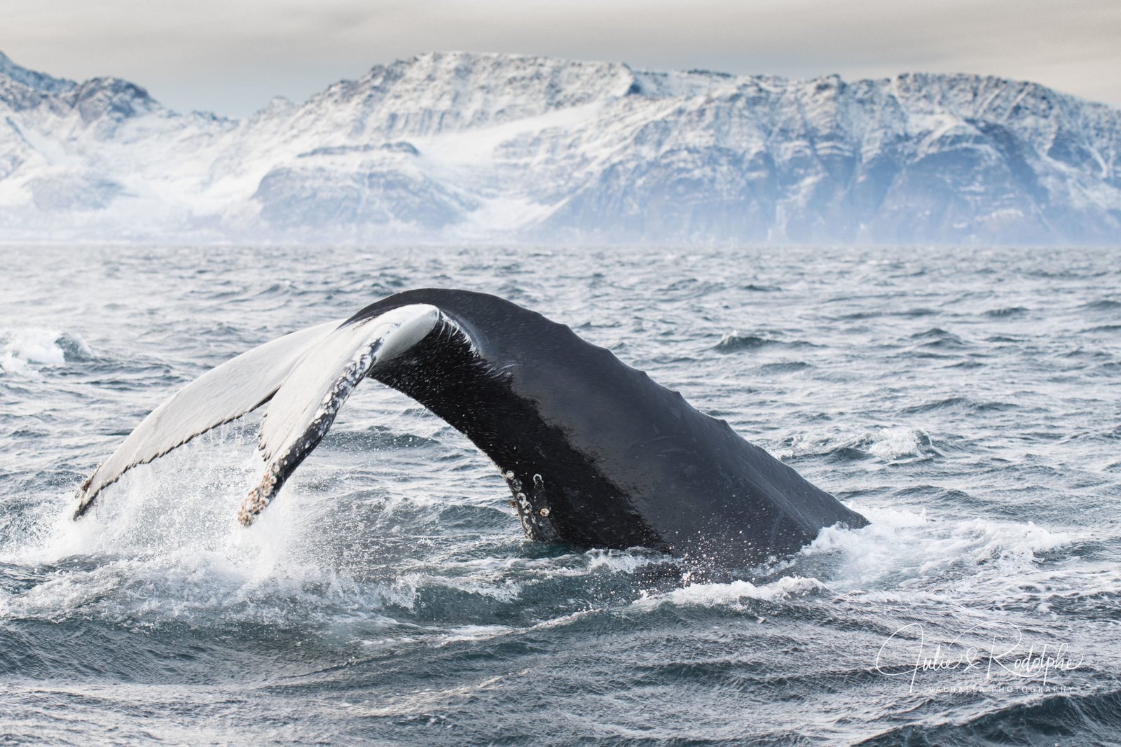 humpback whale tail fluke diving in the sea in winter