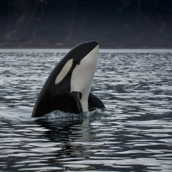 spyhop, male, orca, killerwhale, norway