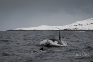 swimming with orca diver Norway expedition valhalla