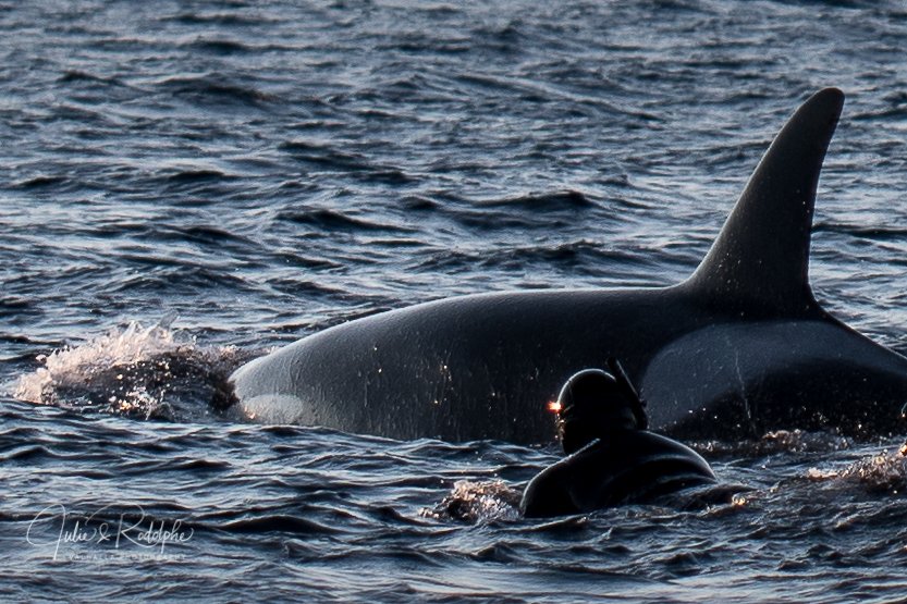 close up orca with diver in arctic in norway