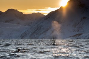 big orca going towards diver with sun behind the mountains