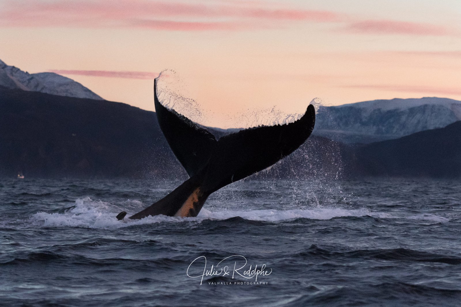 sunset tail fluke humpback whale Norwegian arctic