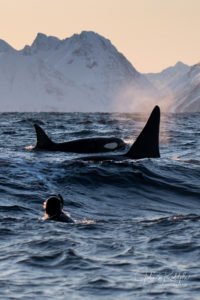 killerwhales in waves with a snorkeler with scenery
