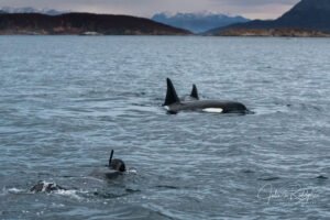 snorkeler swimming towards killerwhales with mountains breathtaking bucket list