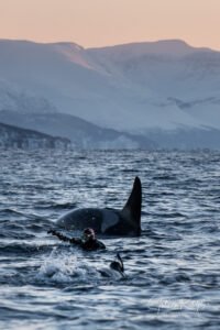 diver pointer with orca fin in fjord norway arctic valhalla expedition