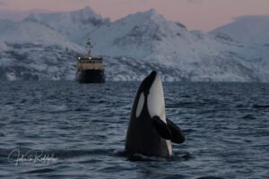 orca spyhoppinng jump Norway pink sky valhalla orca expedition front of a ship