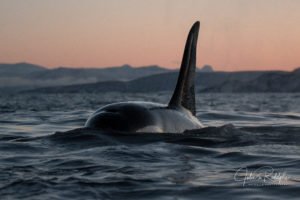 close up killerwhale big fin sunset