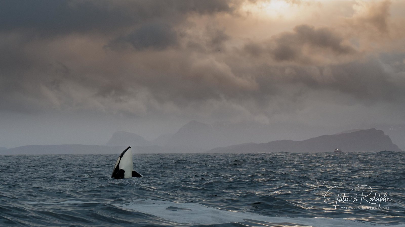spyhop orca in fjord norway arctic valhalla sky