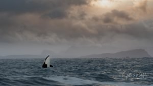 paradise valhalla orca