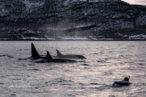 orca pod swimming with diver in the arctic Valhalla expedition