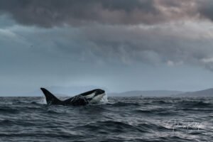 killerwhale black fish in a storm in arctic