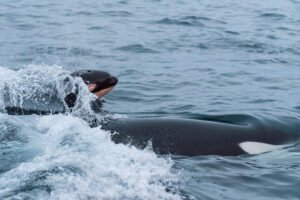 baby calf killerwhale with mother black fish