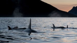 calm sea orca killerwhales sunset north