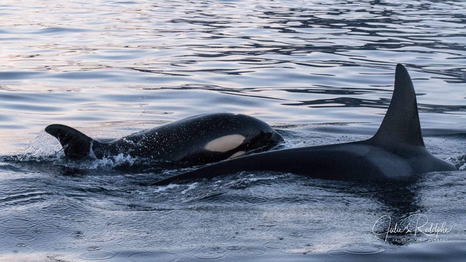 orca calf with mother in norway