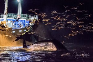 orca killerwhale humpback whale with a fishing herring boat with seagulls by night