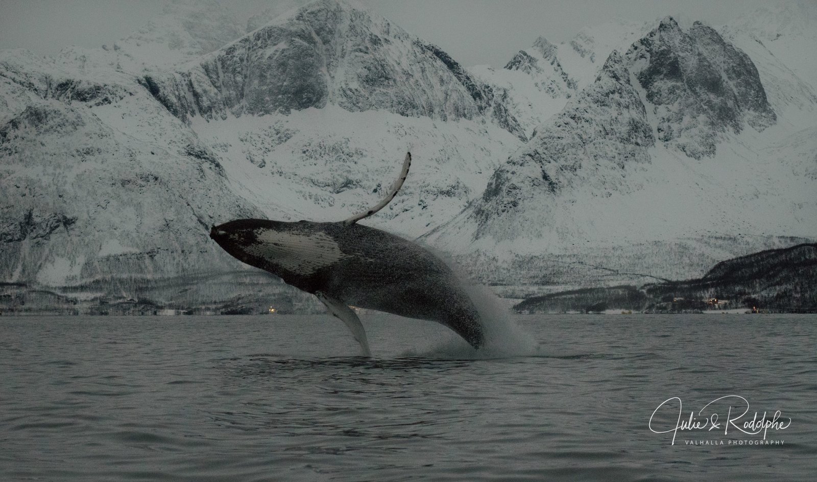 humpback whale leap jump in fjord valhalla orca expedition