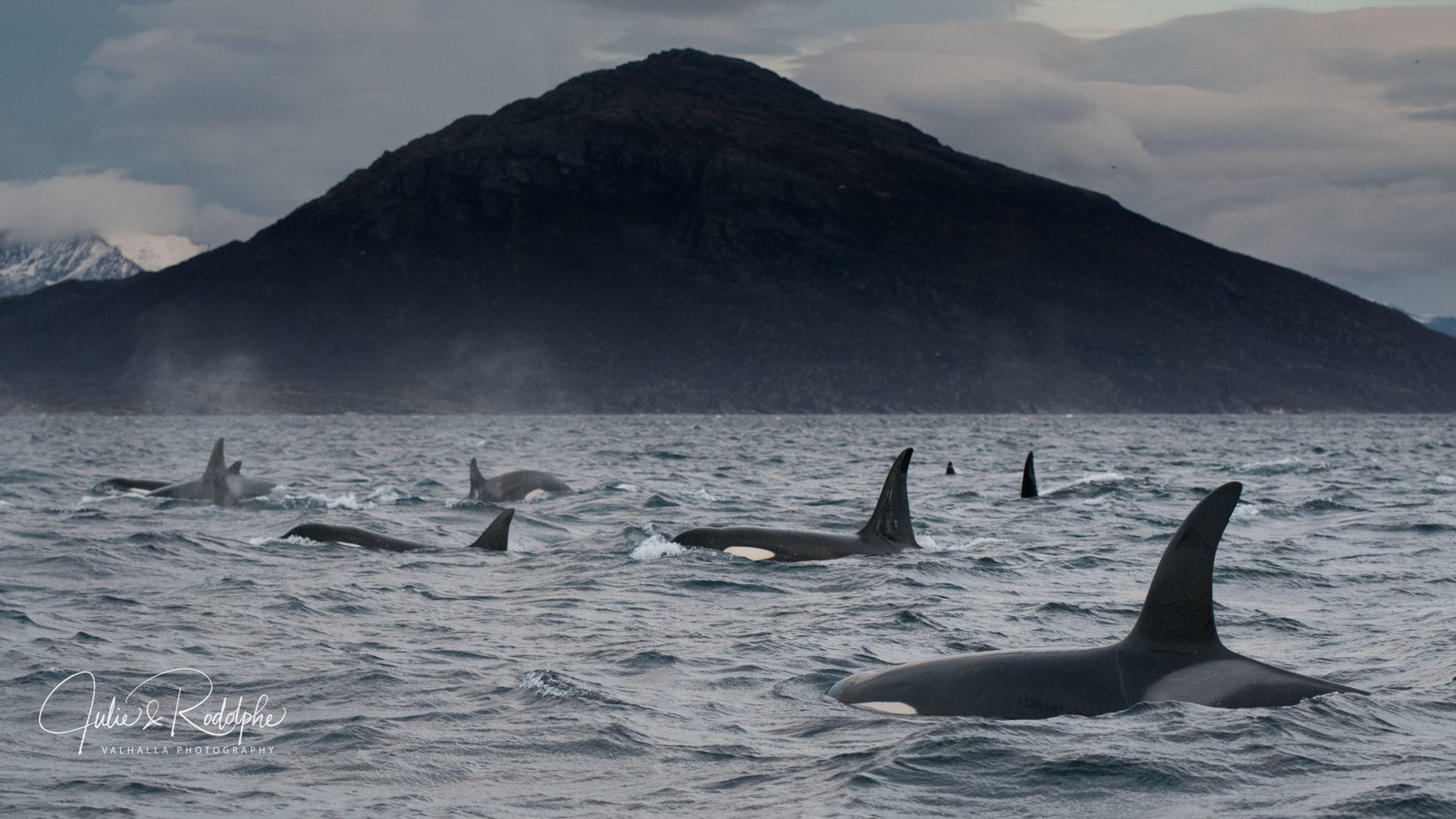 When and How to Swim with Orcas in Norway: A Once-in-a-Lifetime Experience