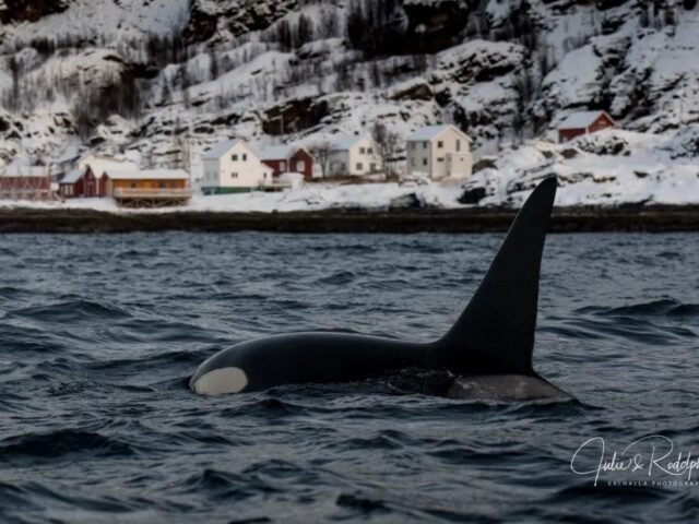 orcas killerwhales infront harbour norway arctic small house