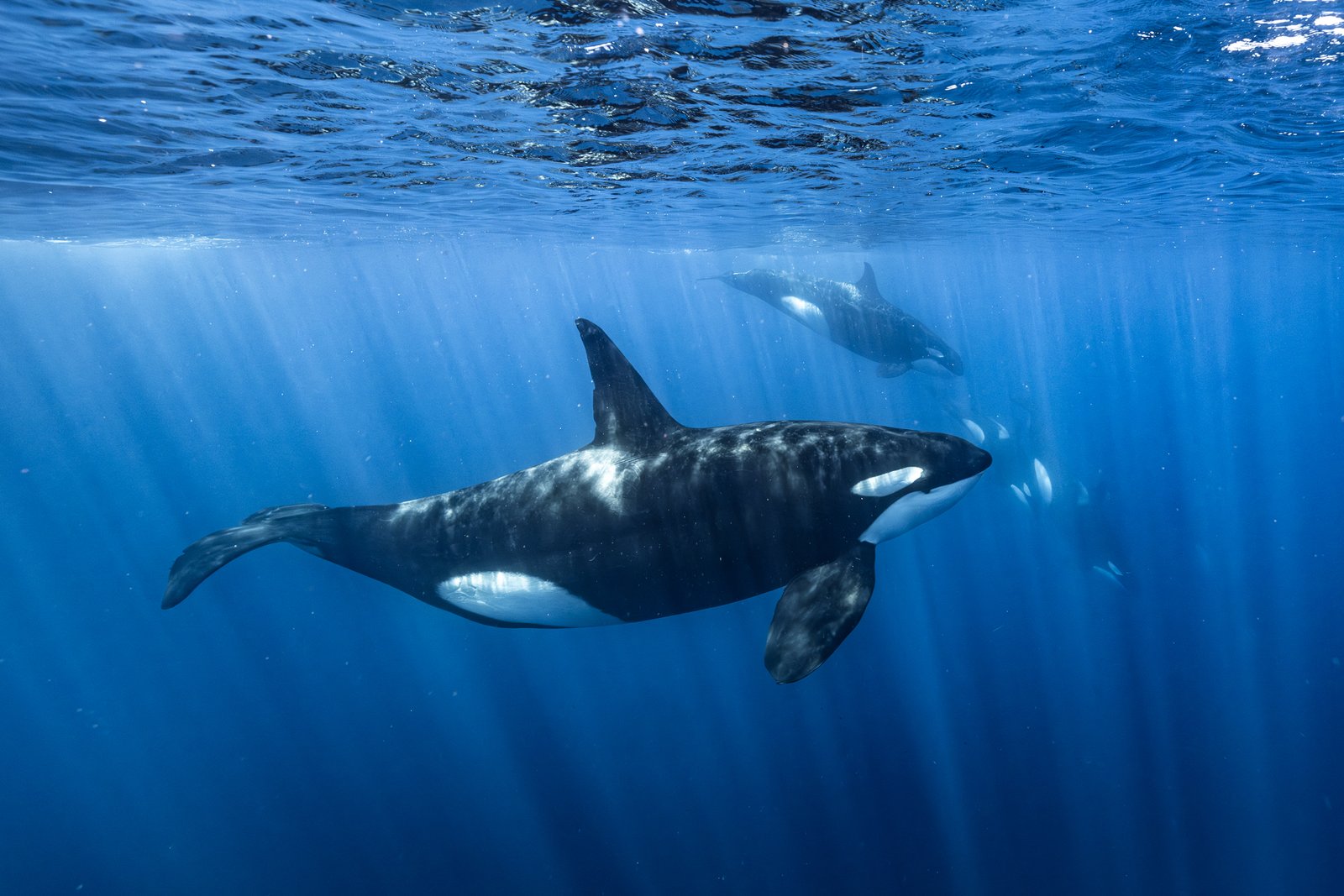 Baja Expedition Swim Orcas Mexico baby
