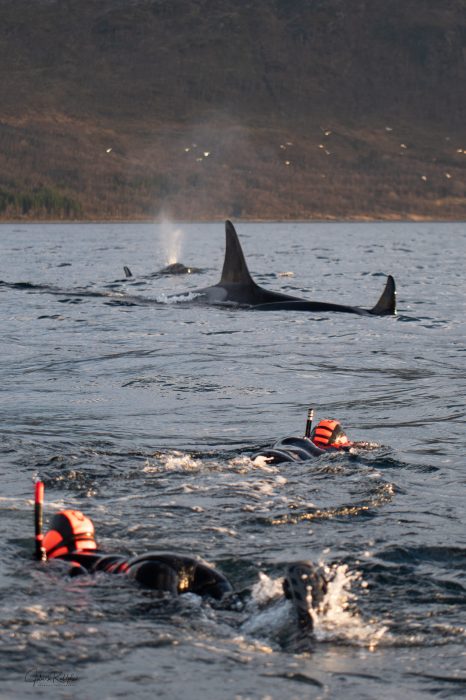 whale watching and snorkeling